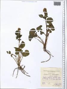 Valeriana ficariifolia Boiss., Middle Asia, Western Tian Shan & Karatau (M3) (Tajikistan)