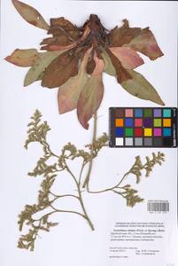 Goniolimon elatum (Fisch. ex Spreng.) Boiss., Eastern Europe, Eastern region (E10) (Russia)