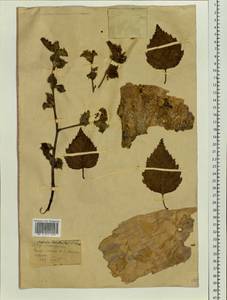 Betula ermanii var. lanata Regel, Siberia, Chukotka & Kamchatka (S7) (Russia)