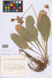 Primula veris L., Eastern Europe, Eastern region (E10) (Russia)