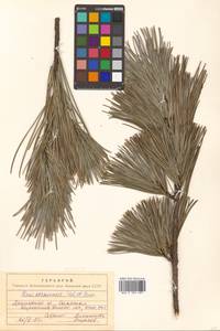 Pinus koraiensis Siebold & Zucc., Siberia, Russian Far East (S6) (Russia)