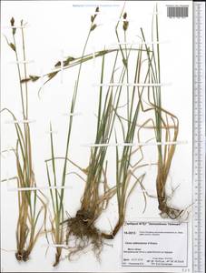 Carex adelostoma V.I.Krecz., Siberia, Central Siberia (S3) (Russia)