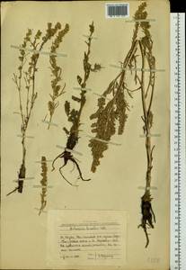 Artemisia borealis Pall., Siberia, Altai & Sayany Mountains (S2) (Russia)