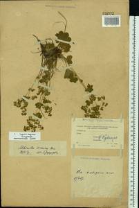 Alchemilla wichurae (Buser) Stefansson, Eastern Europe, Moscow region (E4a) (Russia)