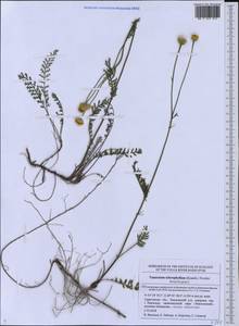 Tanacetum kittaryanum subsp. sclerophyllum (Krasch.) Tzvelev, Eastern Europe, Lower Volga region (E9) (Russia)