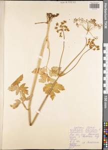 Heracleum sphondylium subsp. sibiricum (L.) Simonk., Eastern Europe, Central region (E4) (Russia)