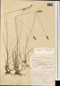 Agropyron cristatum (L.) Gaertn., Mongolia (MONG) (Mongolia)