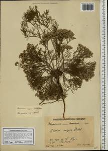 Limonium caspium (Willd.) Gams, Eastern Europe, Lower Volga region (E9) (Russia)