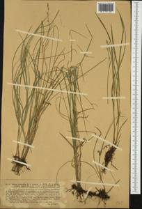 Carex brizoides L., Western Europe (EUR) (Poland)