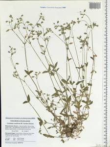 Cerastium holosteoides Fr., Eastern Europe, Northern region (E1) (Russia)