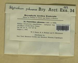 Polytrichum jensenii I. Hagen, Bryophytes, Bryophytes - America (BAm) (United States)