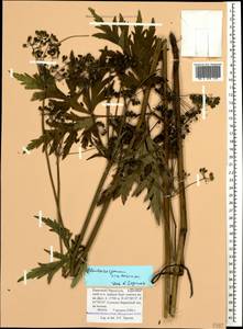 Eleutherospermum cicutarium (M. Bieb.) Boiss., Caucasus, Stavropol Krai, Karachay-Cherkessia & Kabardino-Balkaria (K1b) (Russia)