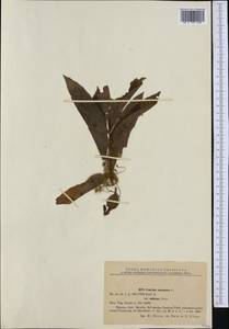 Cuscuta europaea L., Western Europe (EUR) (Romania)