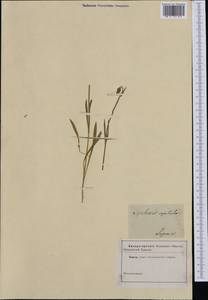 Silene uralensis subsp. uralensis, Western Europe (EUR) (Not classified)