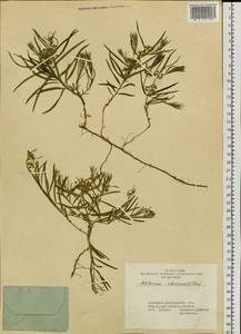 Cynanchum thesioides (Freyn) K. Schum., Siberia, Altai & Sayany Mountains (S2) (Russia)