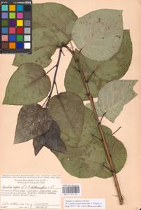 Populus tremuloides Michx., Eastern Europe, Moscow region (E4a) (Russia)