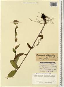 Campanula glomerata subsp. oblongifolia (Kharadze) Fed., Caucasus, North Ossetia, Ingushetia & Chechnya (K1c) (Russia)