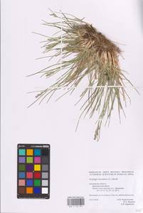 Danthonia decumbens (L.) DC., Eastern Europe, Western region (E3) (Russia)