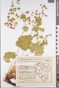 Alchemilla rhiphaea Juz., Eastern Europe, Eastern region (E10) (Russia)