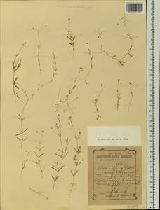 Stellaria longifolia (Regel) Muhl. ex Willd., Siberia, Western Siberia (S1) (Russia)