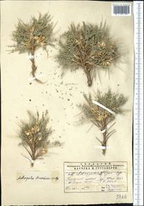 Astragalus leiosemius (Lipsky) Popov, Middle Asia, Pamir & Pamiro-Alai (M2) (Uzbekistan)