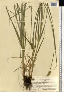 Carex vulpina L., Eastern Europe, Central region (E4) (Russia)