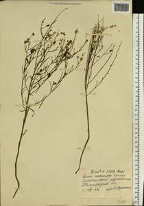Linaria odora (M. Bieb.) Fisch., Eastern Europe, Lower Volga region (E9) (Russia)