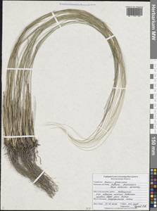 Stipa zalesskii Wilensky, Eastern Europe, Central forest-and-steppe region (E6) (Russia)