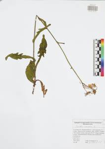 Sonchus arvensis L., Eastern Europe, Central region (E4) (Russia)