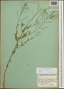 Sisymbrium loeselii L., Caucasus, Armenia (K5) (Armenia)