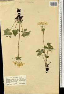 Anemonastrum narcissiflorum subsp. crinitum (Juz.) Raus, Mongolia (MONG) (Mongolia)