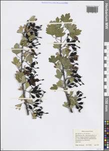 Ribes aureum Pursh, Eastern Europe, Moscow region (E4a) (Russia)