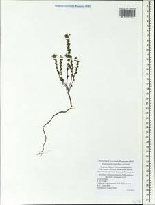 Euphrasia × vernalis List, Eastern Europe, North-Western region (E2) (Russia)