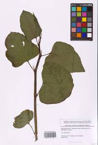 Reynoutria × bohemica Chrtek & Chrtková, Eastern Europe, North-Western region (E2) (Russia)