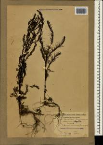 Artemisia scoparia Waldst. & Kit., Crimea (KRYM) (Russia)