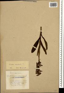 Orchis mascula (L.) L., Caucasus, Azerbaijan (K6) (Azerbaijan)
