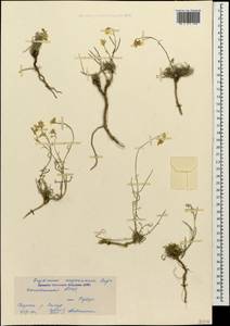 Erysimum meyerianum (Rupr.) N. Busch, Caucasus, Dagestan (K2) (Russia)