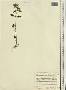 Dracocephalum thymiflorum L., Eastern Europe, Northern region (E1) (Russia)