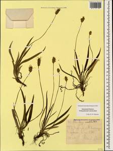 Plantago atrata subsp. spadicea (Pilg.) Pilg., Caucasus, Stavropol Krai, Karachay-Cherkessia & Kabardino-Balkaria (K1b) (Russia)