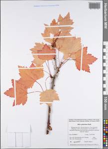 Ribes spicatum subsp. lapponicum Hyl., Eastern Europe, Northern region (E1) (Russia)