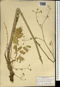 Zeravschania pastinacifolia (Boiss. & Hohen.) Salimian & Akhani, South Asia, South Asia (Asia outside ex-Soviet states and Mongolia) (ASIA) (Iran)