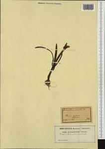 Galanthus nivalis L., Western Europe (EUR) (Italy)