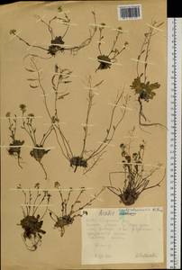 Arabidopsis septentrionalis (N. Busch) D. A. German, Siberia, Yakutia (S5) (Russia)