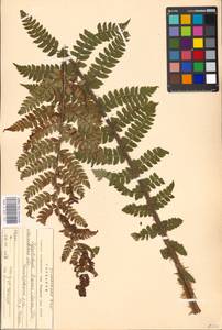 Polystichum braunii (Spenn.) Fée, Eastern Europe, Moscow region (E4a) (Russia)