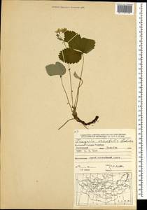 Fragaria orientalis Losinsk., Mongolia (MONG) (Mongolia)