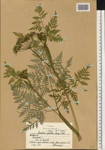 Conioselinum tataricum Hoffm., Eastern Europe, Moscow region (E4a) (Russia)