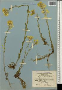 Erysimum ibericum (Adams) DC., Caucasus, South Ossetia (K4b) (South Ossetia)
