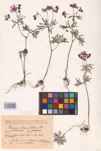 Geranium linearilobum DC., Eastern Europe, Lower Volga region (E9) (Russia)