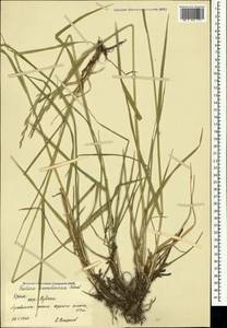 Festuca orientalis (Boiss.) B.Fedtsch., Crimea (KRYM) (Russia)