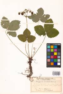 Fragaria moschata Duchesne, Eastern Europe, Moscow region (E4a) (Russia)